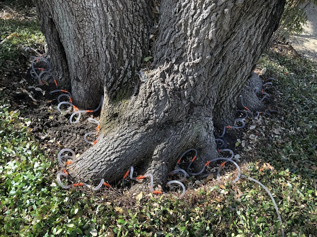 Detailed Tree Cabling and Bracing job site in Bon Wier