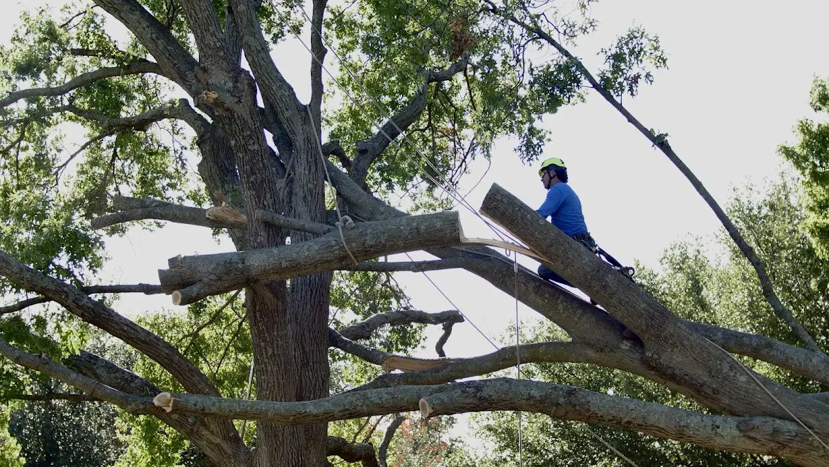 Professional Crown Thinning performed by certified arborists in Bon Wier